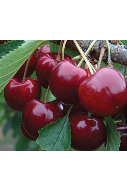 Колоновидна черешня Світ Черрі у період дозрівання наприкінці червня